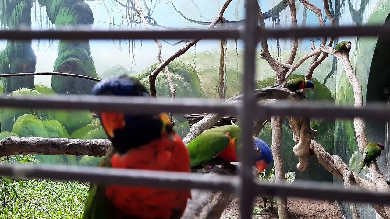 Con Chim Vẹt, Con Chim Thông Minh, Chim Biết Nói | Parrot, Intelligent Bird, Talking Bird