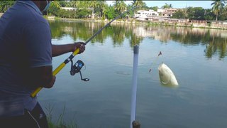 Catla Fishing Videos by Using Fishing Rod by Fishing Ture