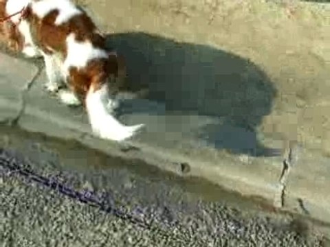 cavaliers king charles 1