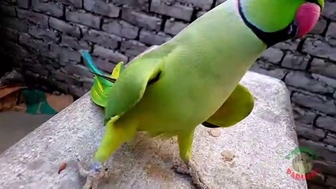 Funny Dancing Parrot Part 1