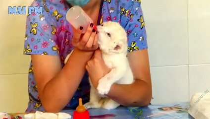 Cute Baby Animals Compilation 2016  -  Funny Animal Videos for Kids -- NEW HD_2