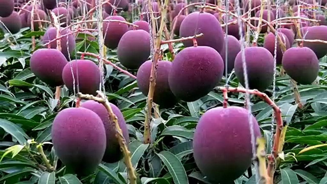 WOW! World's Most Expensive Mango Japan - New Agriculture Technology