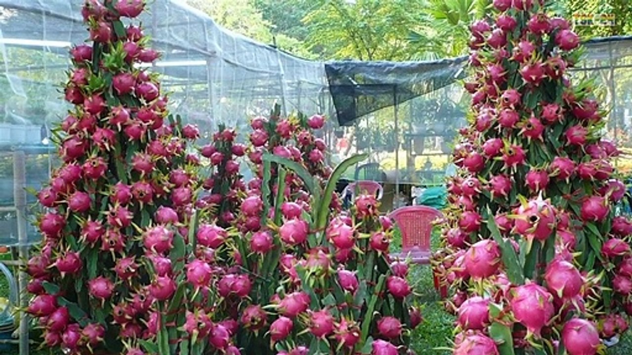 Wow! Strange Dragon Fruit Bonsai Trees in Pots Make You Millionaire!!! - New Agriculture Technology