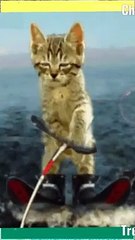 cat skateboard - Chú mèo trượt ván_360p