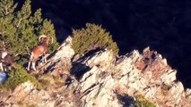 Chasse du mouflon Pyrénées