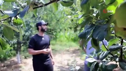 Bu bahçenin meyvesini turistler dalından yiyor