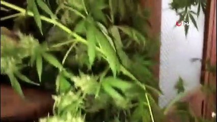 İstanbul'da 3 ilçede uyuşturucu operasyonu: 6 şüpheli tutuklandı