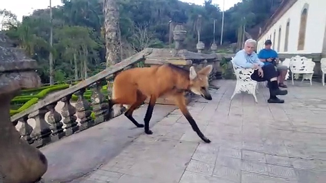 Un loup à crinière mange un bout