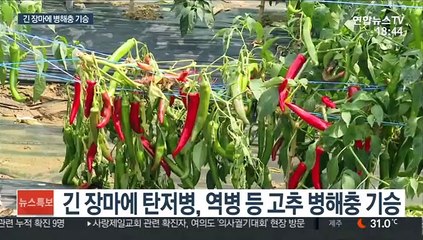 긴 장마에 농작물 병해충 극성…방제 시급