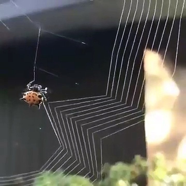 How Does Spider Web Spread? Gorgeous Images