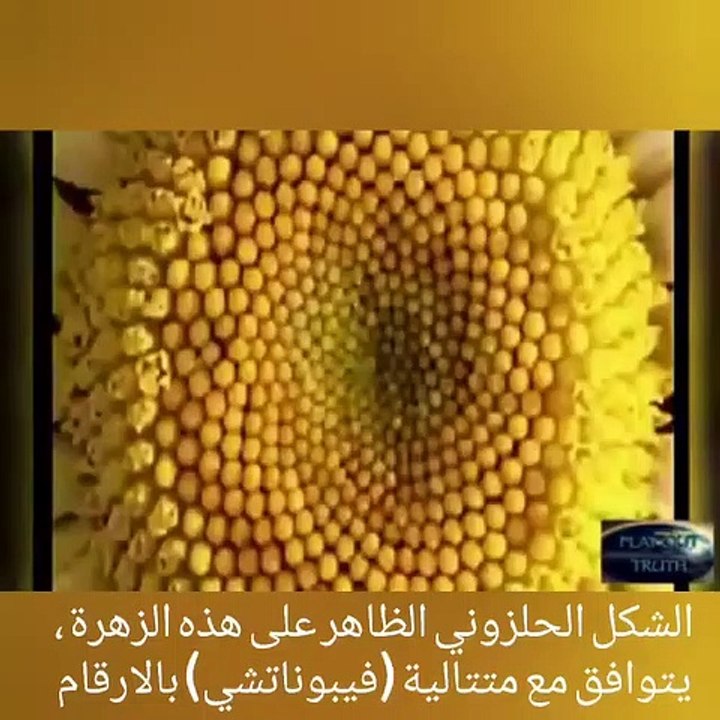 Fibonacci Sequence