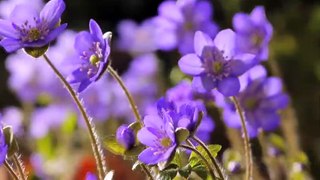 FLOWERS_CAN_DANCE%21%21%21_Amazing_nature__Beautiful_blooming_flower_time_lapse_video(480p)