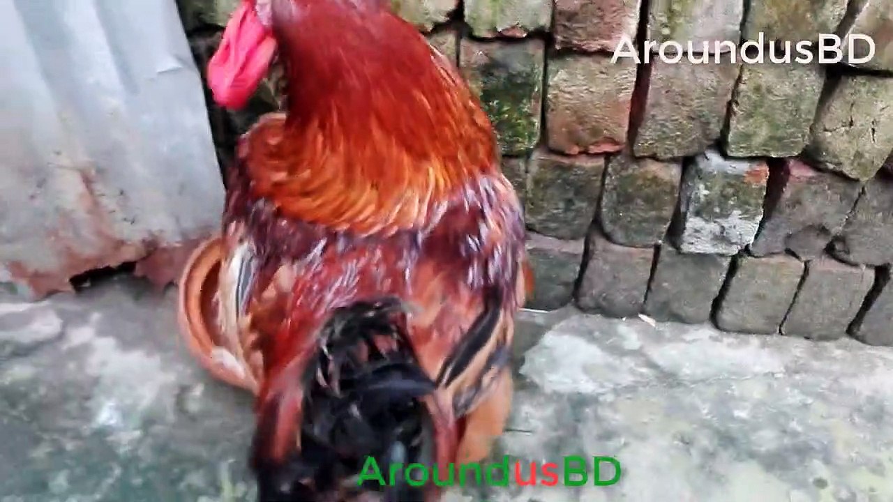 big chicken cutting skills - BIG CHICKEN CUTTING - CUTTING CHICKEN | Vumika