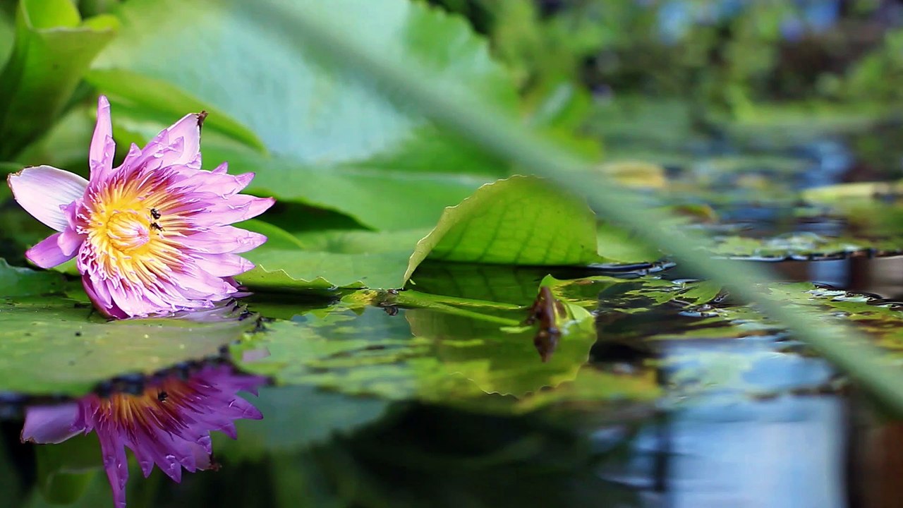 Construire sa piscine naturelle (pas cher)