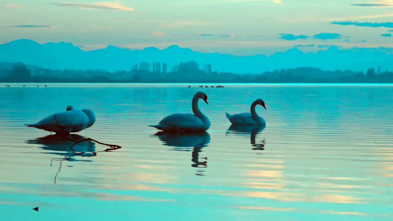 Beautiful Birds and Beautiful Nature