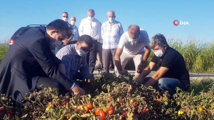 - Esgin devreye girdi, domates üreticisi nefes aldı