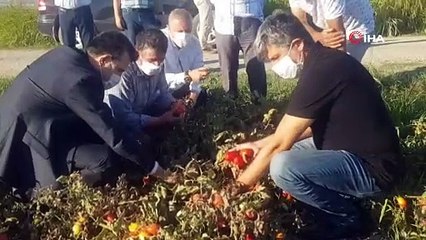 Esgin devreye girdi, domates üreticisi nefes aldı