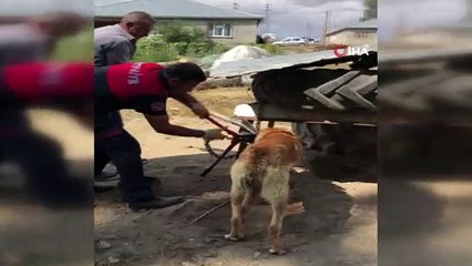 - Boynu zincire sıkışan köpek itfaiye ekipleri tarafından kurtarıldı