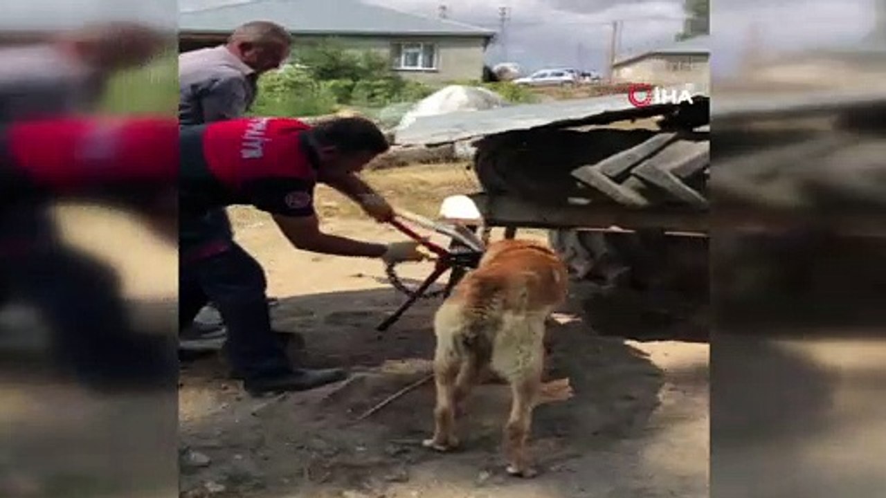 - Boynu zincire sıkışan köpek itfaiye ekipleri tarafından kurtarıldı