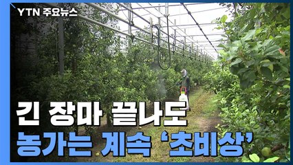 긴 장마 끝나도 농가는 계속 '초비상' / YTN