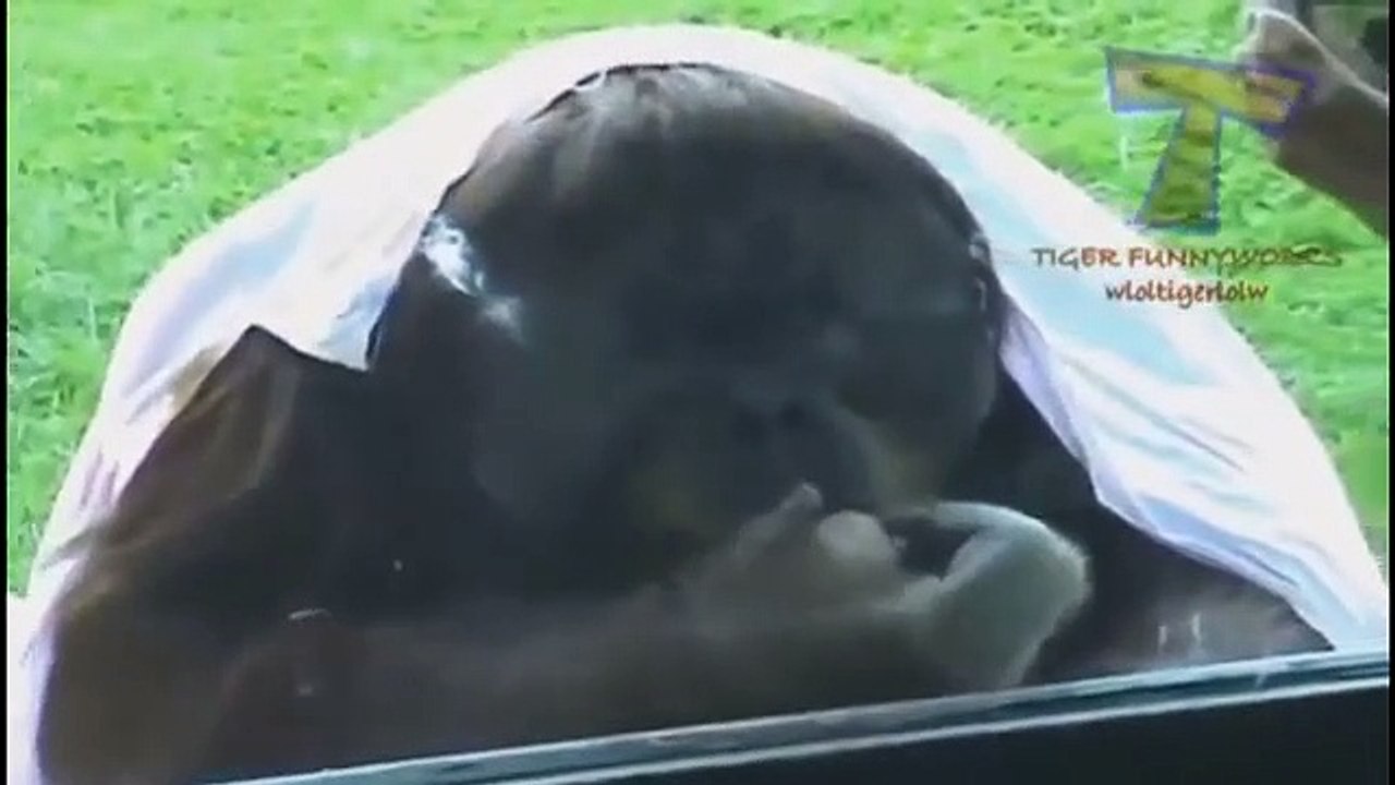 Funny animals videos | funny indian video 