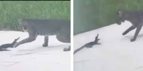Desenlace mortal: el caimán bebé se atreve en un feroz combate contra un lince