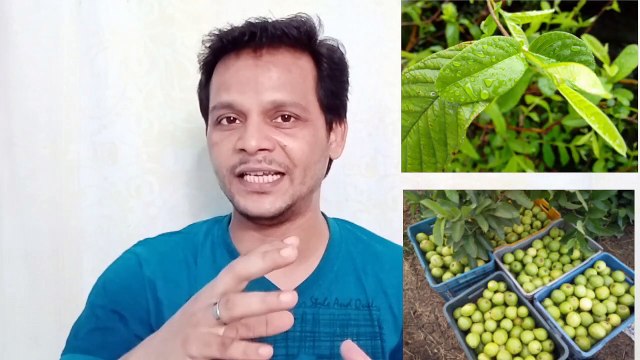 Amrud khane ke fayde | guava health benefits | Amrud ke health benefits | psidium guajava| guava information | Jamfal, peru,वीराजीव रेक, Wirazeev Raeq, We rajiv break, V rajiv break, Wirazeev Break, Viraji break, Amrud Fal, amrud ki jankari