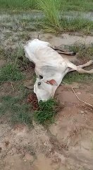 मरने की कगार पर पहुंची गाय, कोई ध्यान देने वाला नहीं