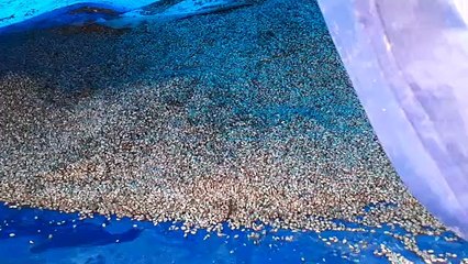 ओपन कैप वेयर हाउस में चल रहा बारिश में भींगकर खराब हुए गेहूं को खपाने का खेल