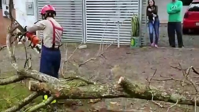 Queda de galho prejudica trânsito em rua do Bairro Maria Luíza