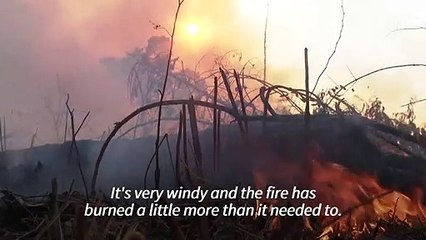 Illegal fire rips through Brazil's Amazon rainforest