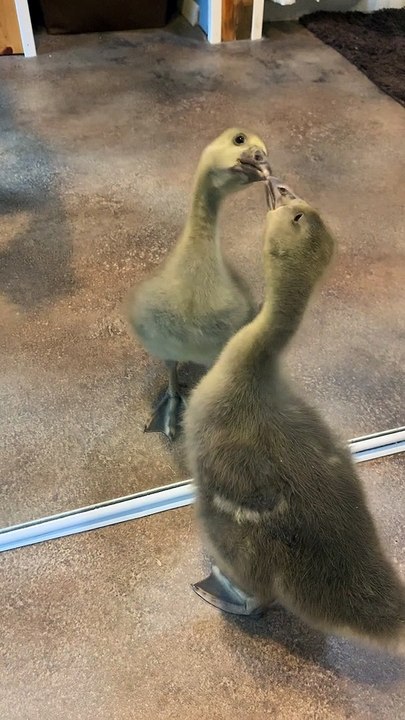 Goose Gets Snappy With Reflection