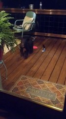 Bear Cub Gets in Trouble with Momma