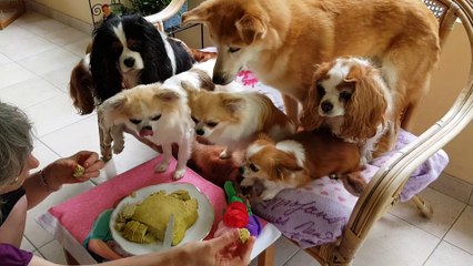 Joyeux Anniversaire Frou Frou miam les petits gourmands