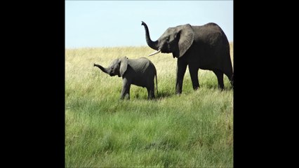 Techno Electro  ( bis )