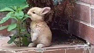 Cute little bunny | Cute Rabbits Eating Leaves