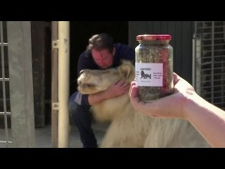 Lion poop pop-up shop offers pest solutions