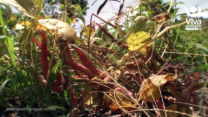 Ciclo de primera de producción de frijoles supero las metas en Nicaragua