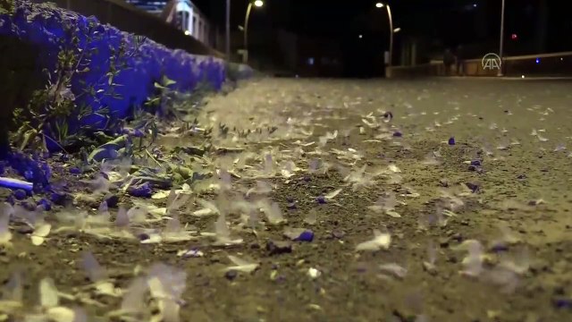 Kelebeklerin 'ölüm uçuşu' başladı - ARDAHAN
