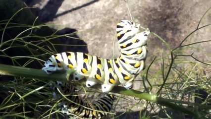 Tiger Caterpillar .....You've never seen this one!!!