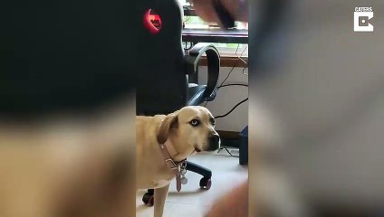 Dog Confused By Owner Playing VR Game