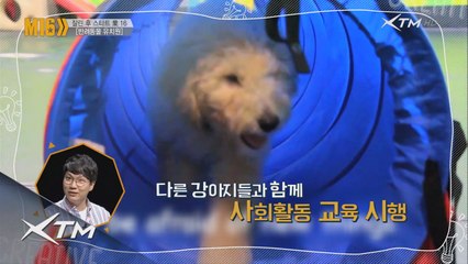 혼자지내는 반려견,묘들을 위한 특급 서비스! 반려동물 유치원!