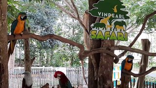 Chim Vẹt, Chim Thông Minh, Chim Biết Nói | Parrot, Intelligent Bird, Talking Bird