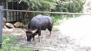 Trâu Nam phi,  Loài trâu quý hiếm đưa về Việt Nam | South African buffalo, a rare and precious buffalo brought to Vietnam