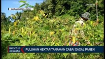 Puluhan Hektar Cabai Membusuk Gagal Panen, Rugi Belasan Juta Rupiah