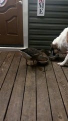 Goose and Dog Enjoying Dinnertime Together