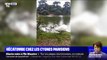 Une dizaine de cygnes retrouvés morts au bois de Boulogne depuis le début de l'été