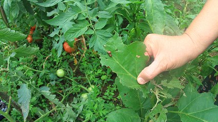 Rize’de vampir kelebeğin ardından patates böceği kâbusu