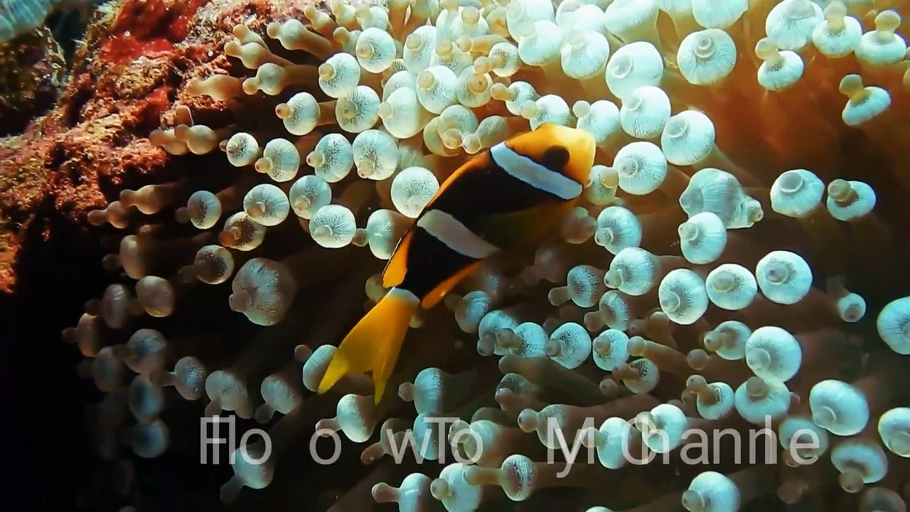 Amazing fishes|| beautiful fishes || beautiful nature