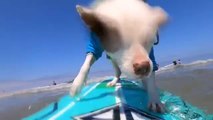Three Dogs Surf Next to Each Other on Separate Surfboards